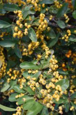 Pyracantha coccinea ‘Golden Charmer’ - oranjegeel-Vuurdoorn 60-80 C