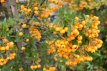 Pyracantha coccinea 'Orange Glow' 60/80 C Pyracantha ‘Orange Glow’ - oranje - Vuurdoorn 60-80 C