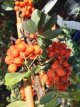 Pyracantha coccinea 'Orange Glow' 60/80 C Pyracantha ‘Orange Glow’ - oranje - Vuurdoorn 60-80 C