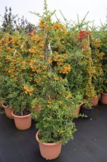 Pyracantha ‘Orange Glow’ - oranje - Vuurdoorn 60-80 C