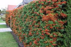 Pyracantha coccinea  ‘Red Column’ - rood - Vuurdoorn 50-60 C