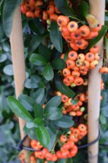 Pyracantha coccinea 'Saphyr Rouge'®=(Cadrou) - rood - Vuurdoorn 150-175 C12