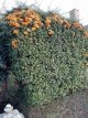 Pyracantha coccinea 'Teton' 40/60 C Pyracantha coccinea ‘Teton’-Vuurdoorn 40-60 C