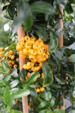 Pyracantha coccinea ‘Teton’-Vuurdoorn 40-60 C