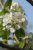 Pyrus calleryana ‘Chanticleer’ (dakvorm) 10/12 Pyrus calleryana ‘Chanticleer’ (parasol) 10/12 C35 | PEER-SIERPEER