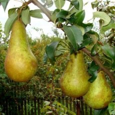 Pyrus communis 'Abate Fetel' BW | Peer