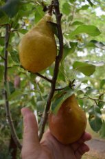 Pyrus communis 'Durondeau'  BW  | Peer