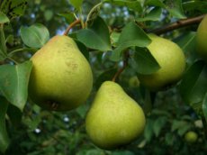 Pyrus communis 'Zoete Brederode' BW | Roodkokende stoofpeer