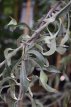 Pyrus salicifolia ‘Pendula’ 6/8 HA C12 Pyrus salicifolia  ‘Pendula’ 6/8 HA C12 TREURPEER-TREURPERELAAR