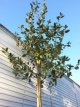 Quercus ilex 8/10 HO C25 Quercus ilex=WINTERGROEN (1st Quality) 8/10 HO C25 ☼ STEENEIK