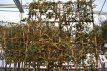 Quercus ilex (leivorm) 8/10 C25 Quercus ilex=WINTERGROEN (leivorm-voorgeleid) 8-10 C25 | STEENEIK