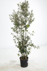 Quercus ilex (meerstammig) 150-175 C18 STEENEIK