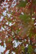Quercus palustris 12/14 HO C35 Quercus palustris 12/14 HO C35  MOERASEIK-EIK