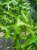 Quercus pal. 'Green Pillar' 6/8 HO Mot Quercus palustris 'Green Pillar'  6/8  HO  Mot   MOERASEIK-EIK