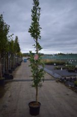 Quercus palustris 'Green Pillar'  6/8  HO  Mot   MOERASEIK-EIK