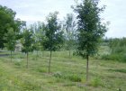 Quercus palustris  6/8  HO  MOERASEIK-EIK