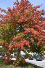 Quercus rubra (=borealis) 25 st.   60-90  BW  | AMERIKAANSE EIK