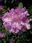 RHODODENDRON 'ALFRED' 40-50 C