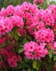 RHODODENDRON 'ANNA ROSE WHITNEY' 40-50 C