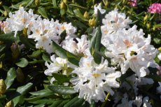 RHODODENDRON 'CUNNINGHAM'S WHITE' 40-50 C