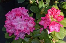 RHODODENDRON 'HALFDAN LEM' 20-25 C