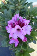 RHODODENDRON 'ORAKEL' 40-50 C