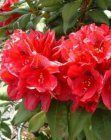 RHODODENDRON 'LORD ROBERTS' 40/50 C