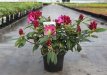 RHODODENDRON 'MARIE FORTE' 30/40 C