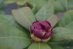 RHODODENDRON 'MOSER'S MAROON' 40/50 C RHODODENDRON 'MOSER'S MAROON' 40-50 C