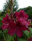 RHODODENDRON 'MOSER'S MAROON' 40-50 C