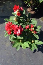 RHODODENDRON 'RED JACK' 40-50 C