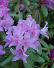 RHODODENDRON 'ROSEUM ELEGANS' 40-50 C  (☀ zon)