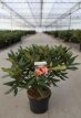 RHODODENDRON 'TORTOISESHELL ORANGE' 40/50 C