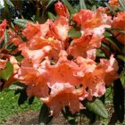 RHODODENDRON 'TORTOISESHELL ORANGE' 40-50 C