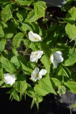 Rhodotypos scandens-Schijnkerria 25-30 C