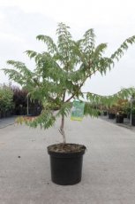 Rhus glabra 'Laciniata' - Fluweelboom 60-80 C10