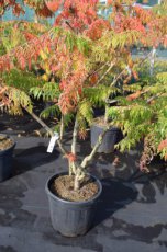 Rhus typhina-Fluweelboom 60-100 C