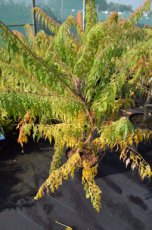 Rhus typhina 'Dissecta'(=Laciniata) - Fluweelboom 60-80 C8