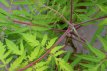 Rhus typhina 'Tiger Eyes'® 30/40 C3 Rhus typhina TIGER EYES® (‘Bailtiger’) 30-40 C3