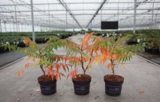 Rhus typhina 'Tiger Eyes'® 30/40 C3 Rhus typhina TIGER EYES® (‘Bailtiger’) 30-40 C3