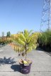 Rhus typhina 'Tiger Eyes'® 50/60 C12 Rhus typhina TIGER EYES® (‘Bailtiger’) 30-40 C3