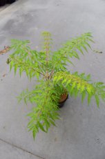 Rhus typhina 'Tiger Eyes'® (‘Bailtiger’) - Fluweelboom 30-40 C3