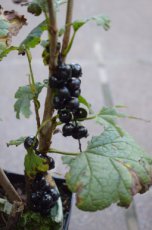 Ribes nigrum 'Wellington' 30/40 P11 Ribes nigrum 'Wellington' | Zwarte bes-Trosbes-Patersbes-Aalbes 30/40 P11