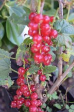 Ribes rubrum 'Jonkheer van 'Tets' 60-90 BW 10 stuks | Rode bes-Trosbes-Aalbes