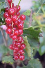 Ribes rubrum 'Junifer' 30/40 C2 Ribes rubrum 'Junifer' | Rode bes-Trosbes-Aalbes  30/40 C2