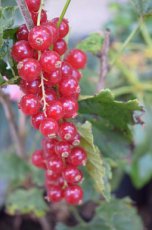 Ribes rubrum 'Junifer' 60/90 BW 10 stuks | Rode bes-Trosbes-Aalbes