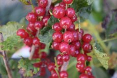 Ribes rubrum 'Rondom' 60/90 BW 10 stuks | Rode bes-Trosbes-Aalbes