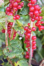 Ribes rubrum 'Rovada' 10 st.