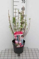 Ribes sanguineum 'Amore'® - Siertrosbes 30-40 C3