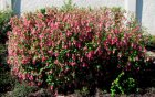 Ribes sanguineum |GESCHIKT LAGE HAAG| Siertrosbes 50-60 C
